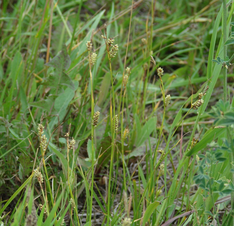 Изображение особи Carex diluta.