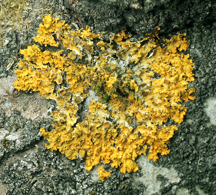 Image of Xanthoria parietina specimen.