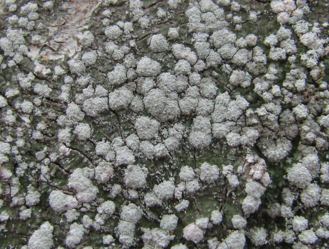 Image of genus Pertusaria specimen.