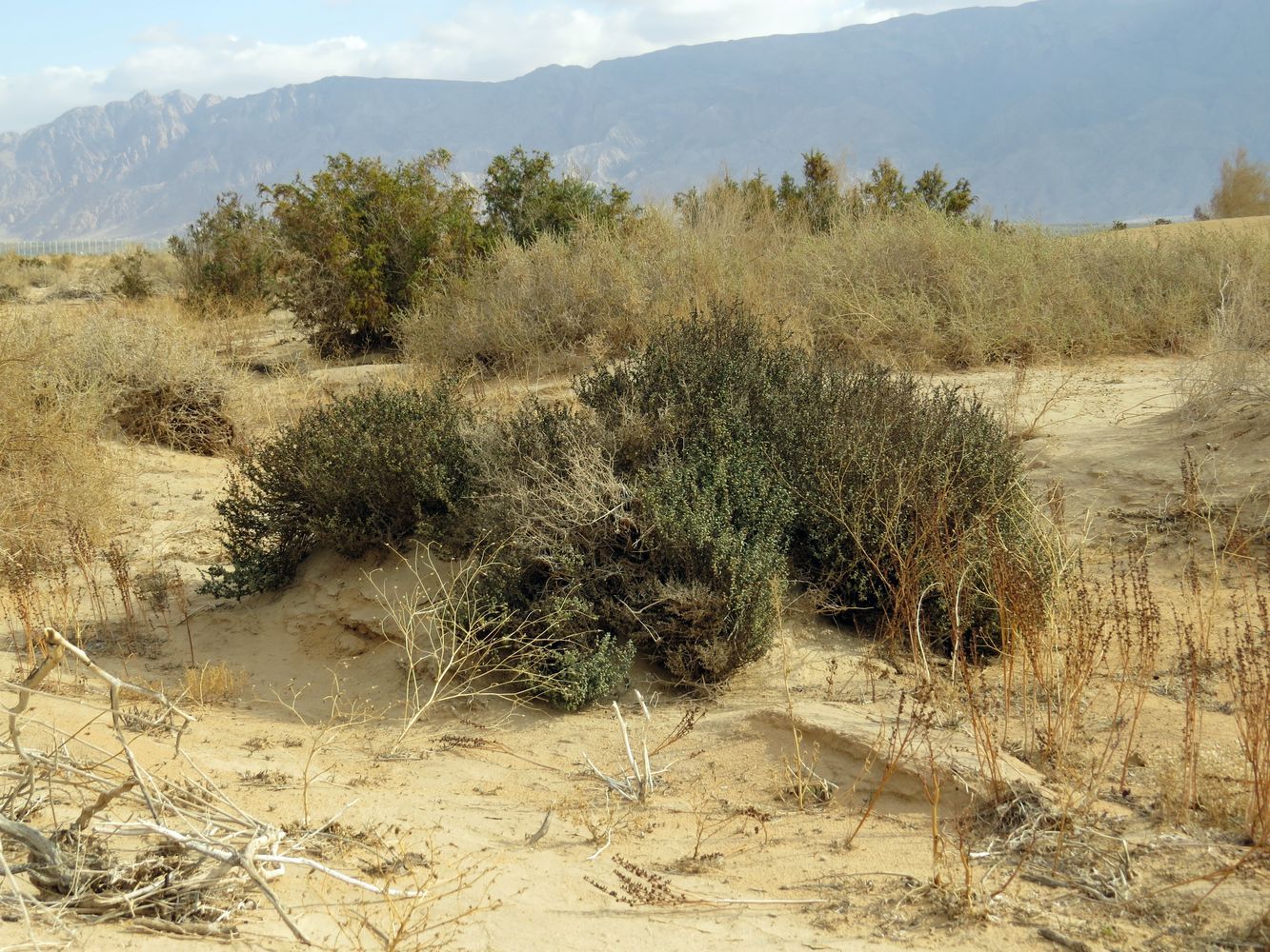 Image of Suaeda vermiculata specimen.