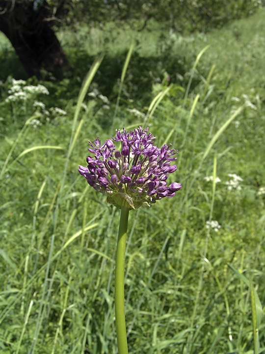 Image of Allium stipitatum specimen.