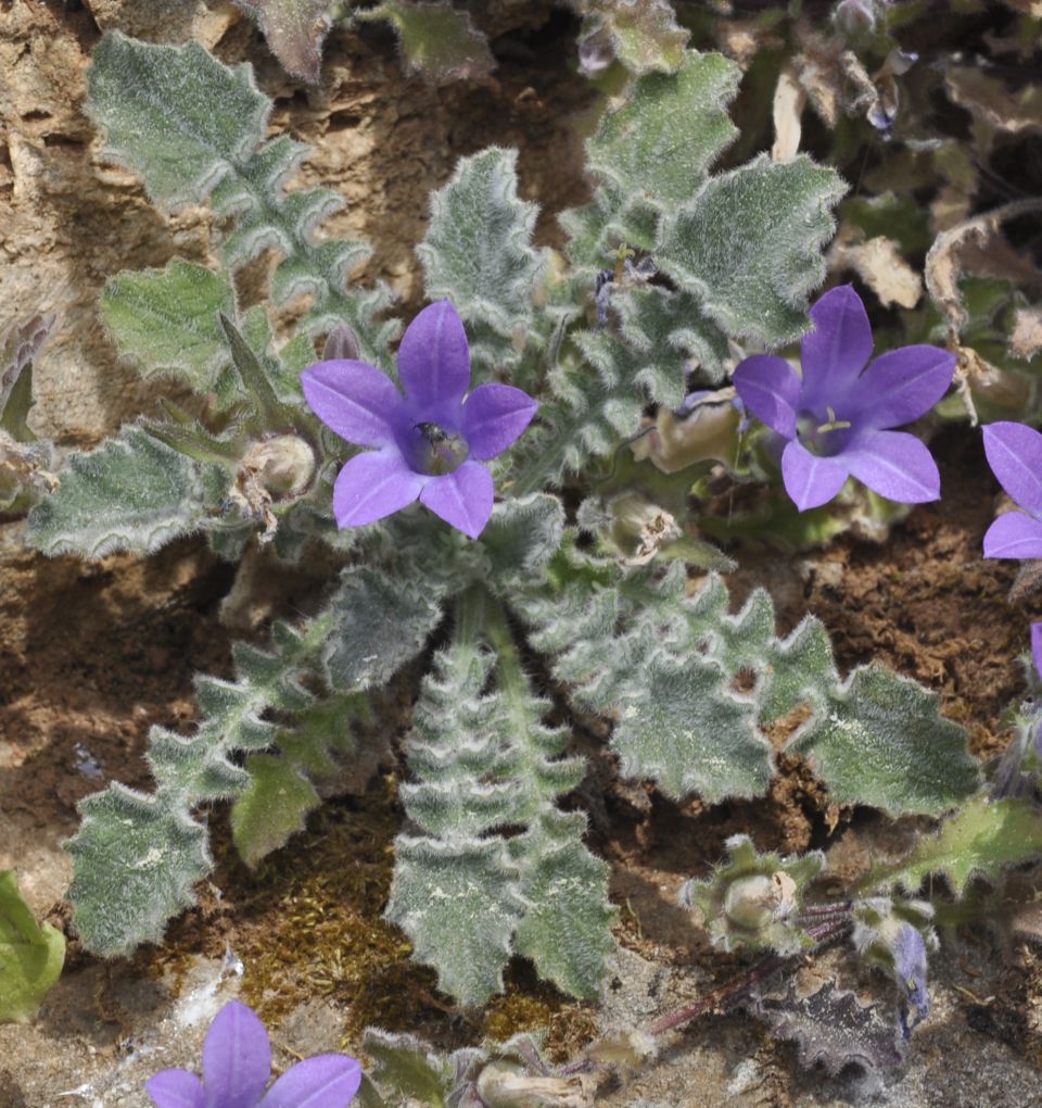 Изображение особи Campanula rupestris.