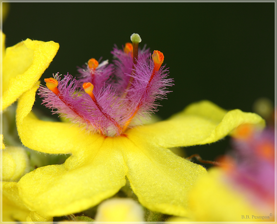 Изображение особи Verbascum marschallianum.