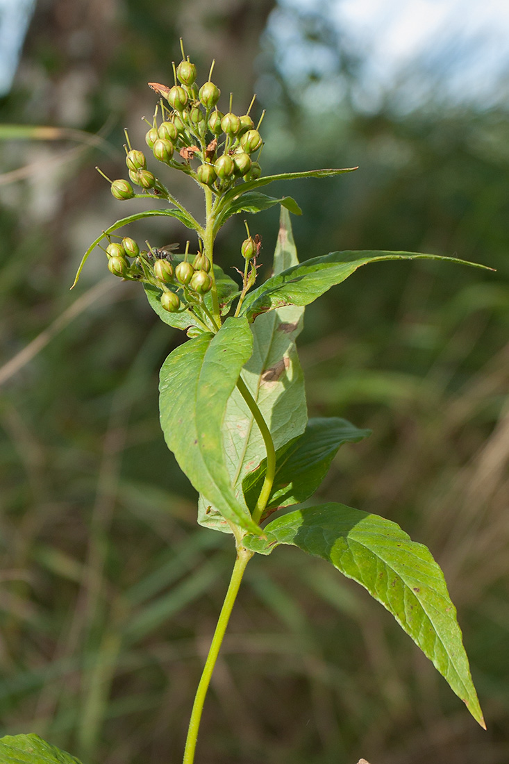 Изображение особи Lysimachia vulgaris.