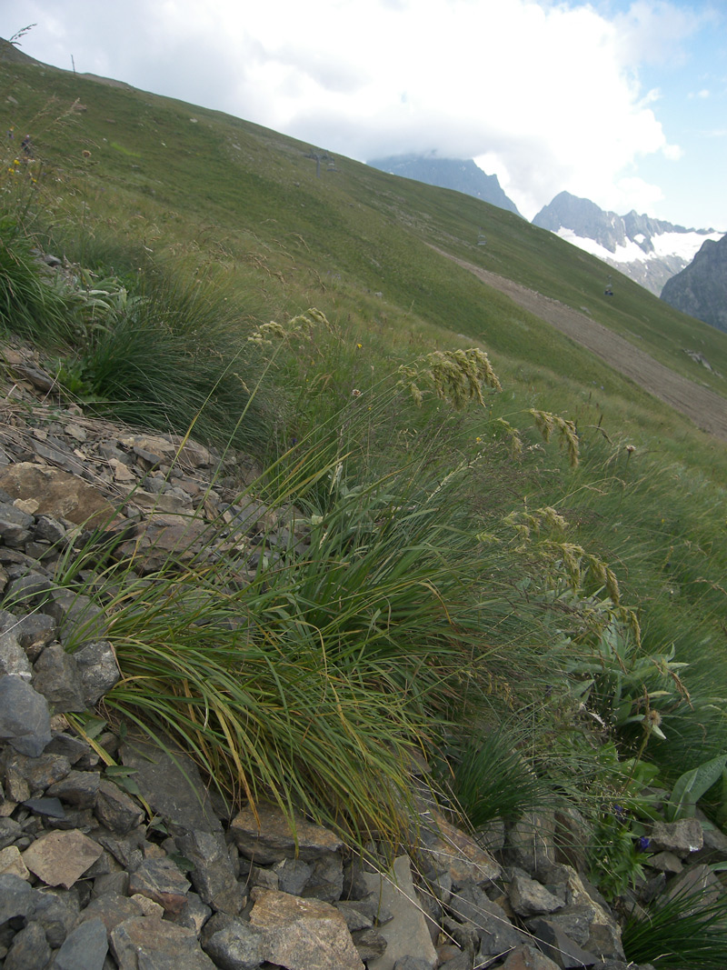 Image of Poa iberica specimen.