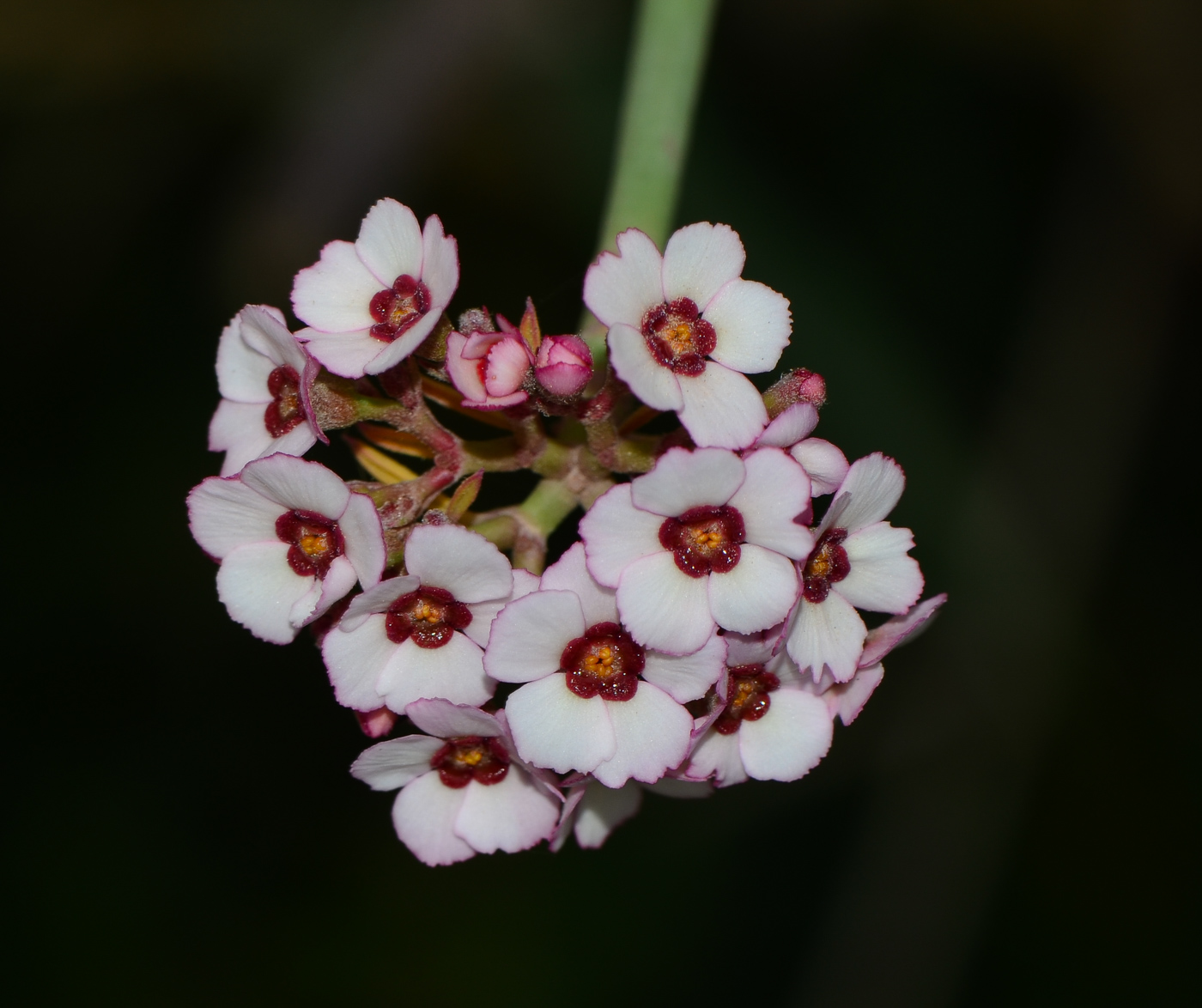 Image of Euphorbia xanti specimen.