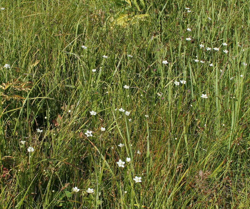 Image of Parnassia palustris specimen.