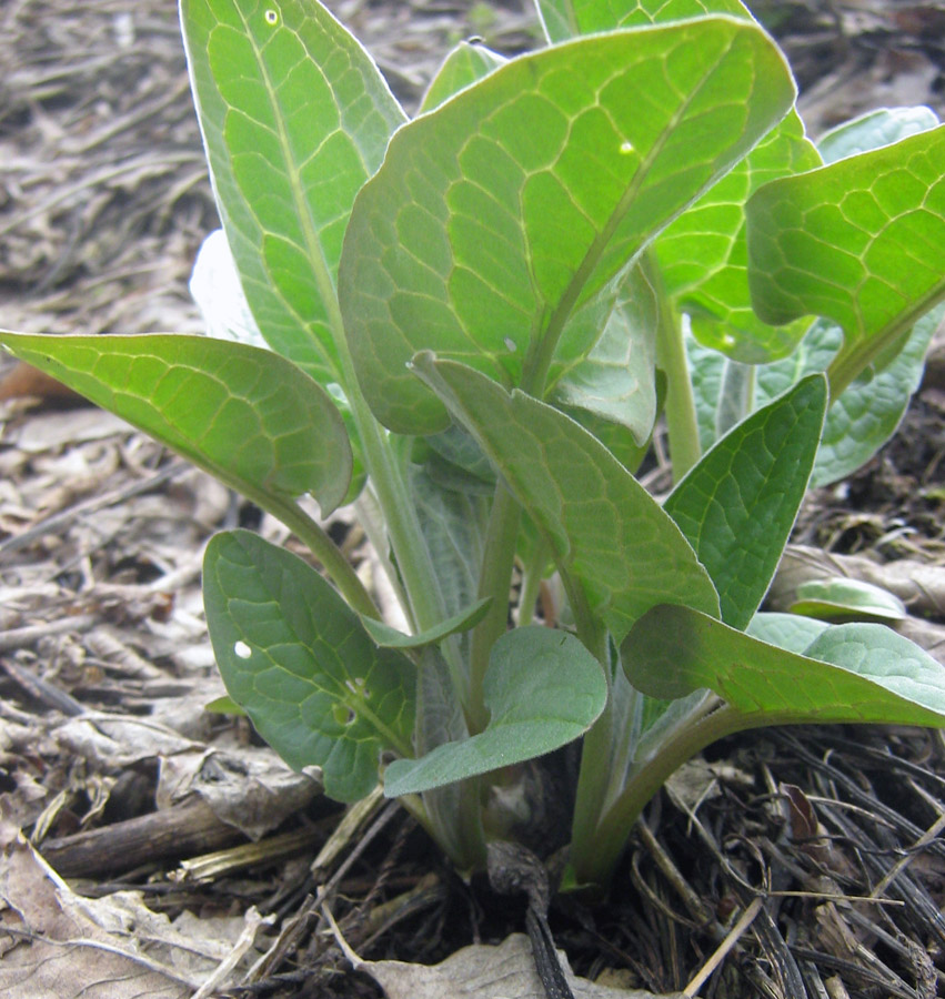 Изображение особи Solenanthus circinnatus.