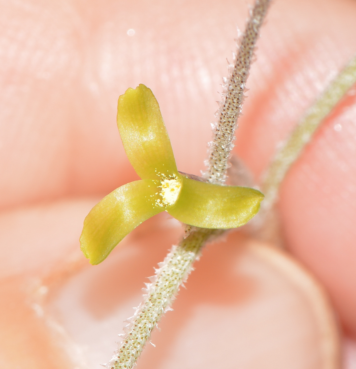 Изображение особи Tillandsia usneoides.