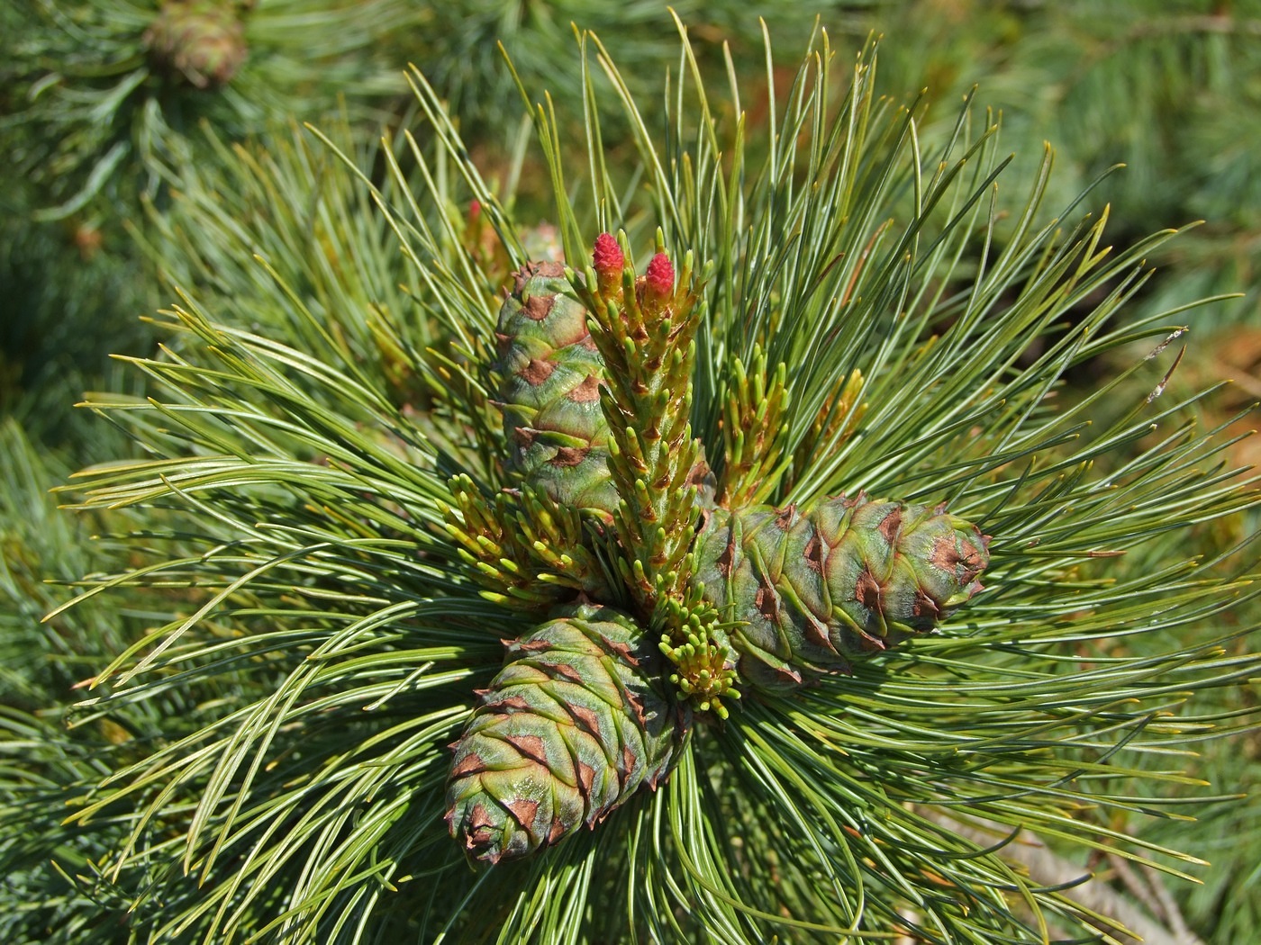 Image of Pinus pumila specimen.