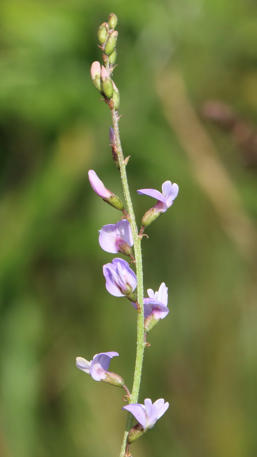 Изображение особи Astragalus austriacus.