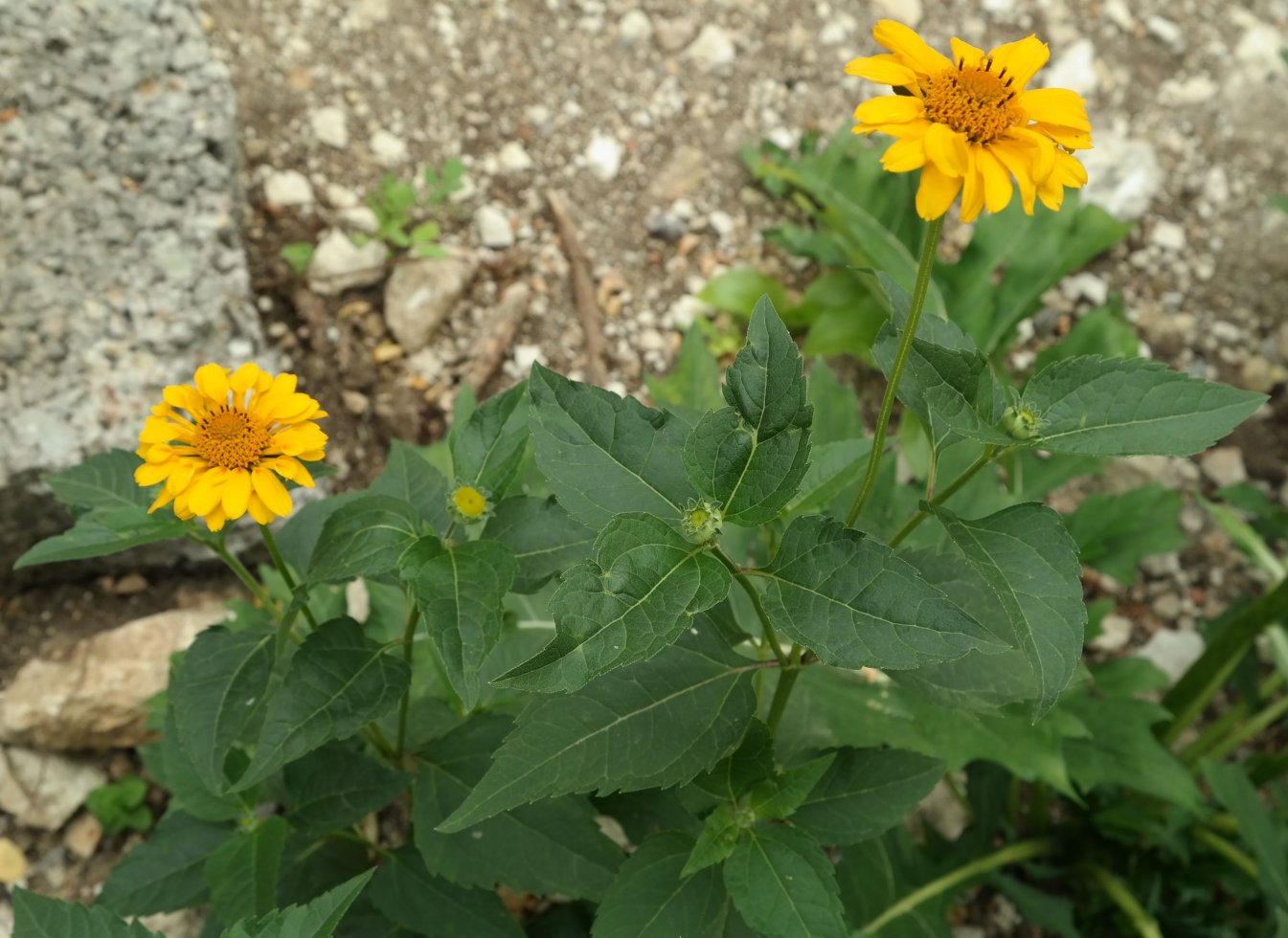 Image of Heliopsis helianthoides specimen.