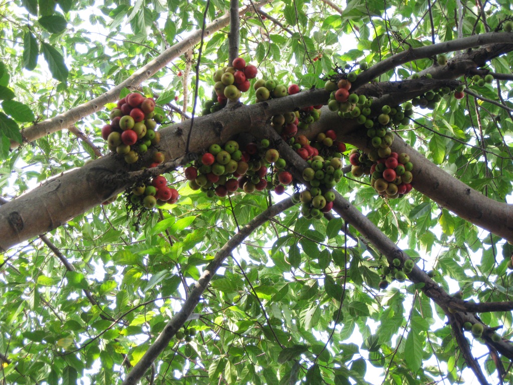 Image of Ficus sycomorus specimen.