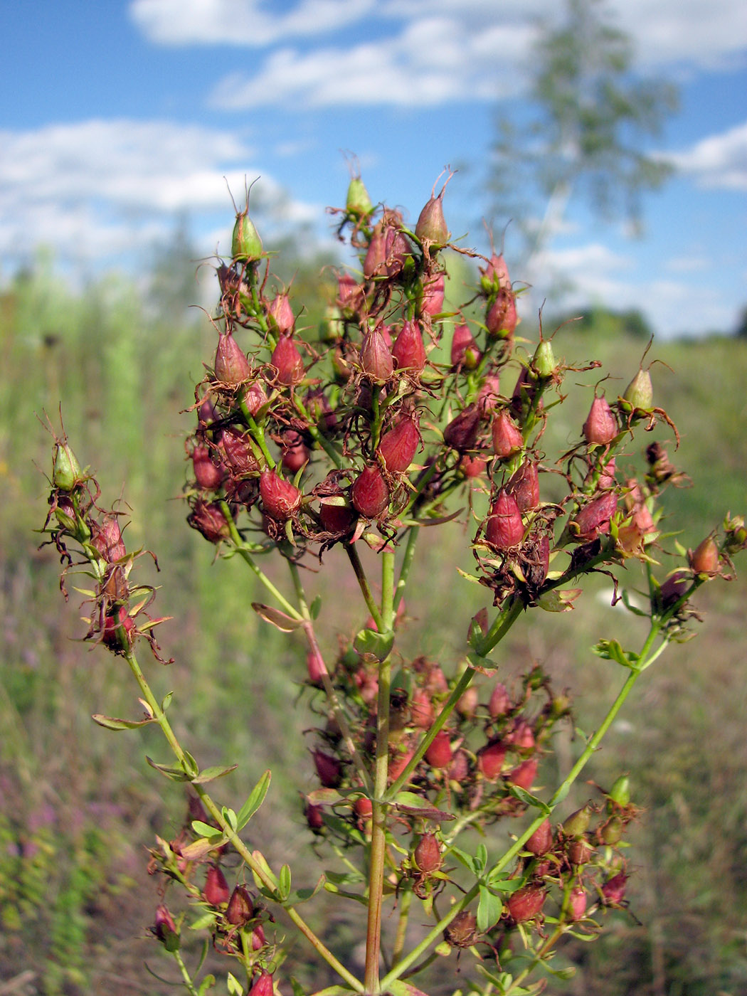 Изображение особи Hypericum perforatum.