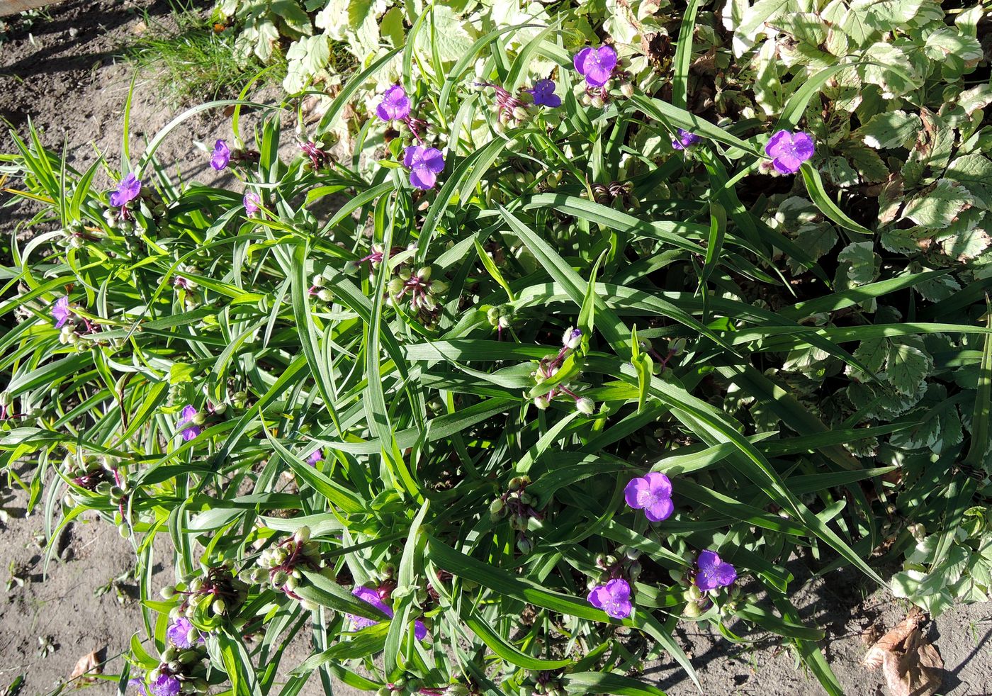 Изображение особи Tradescantia virginiana.