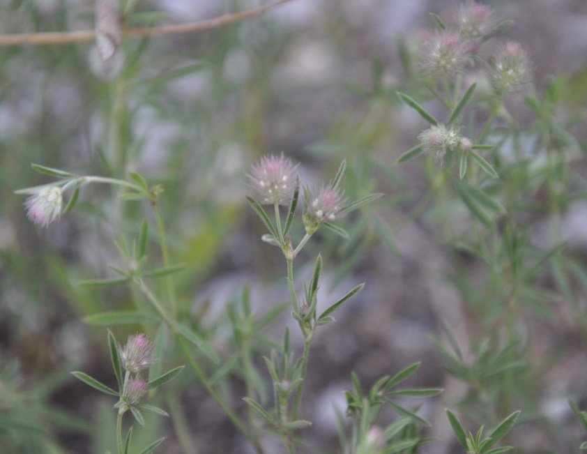 Image of Trifolium arvense specimen.