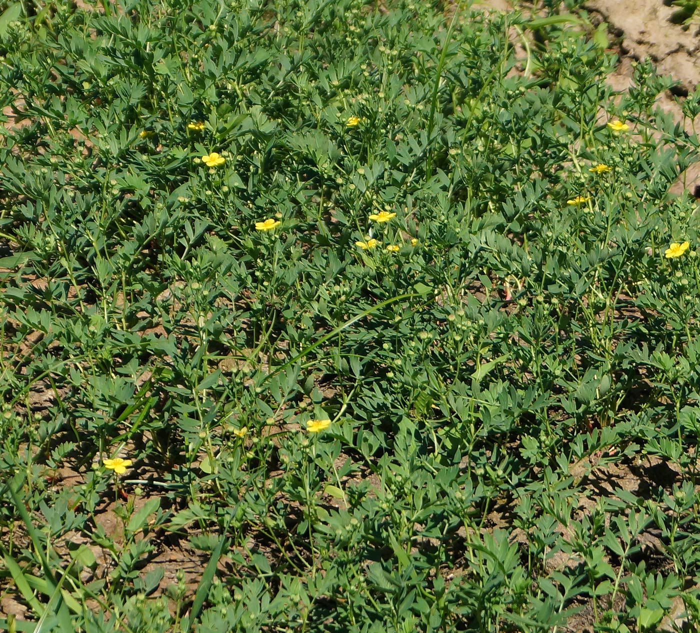 Image of Potentilla semiglabra specimen.