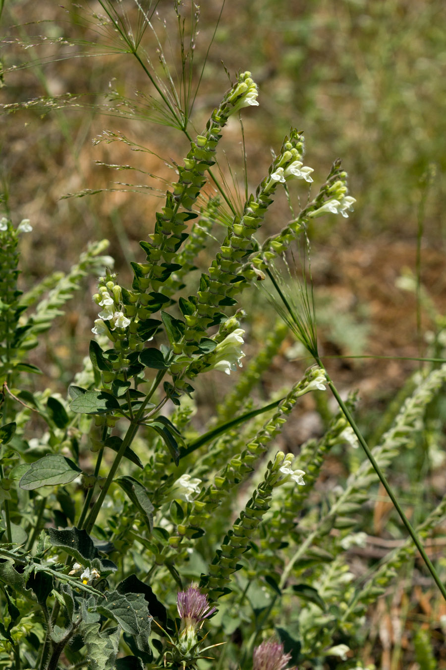 Image of Scutellaria sieberi specimen.