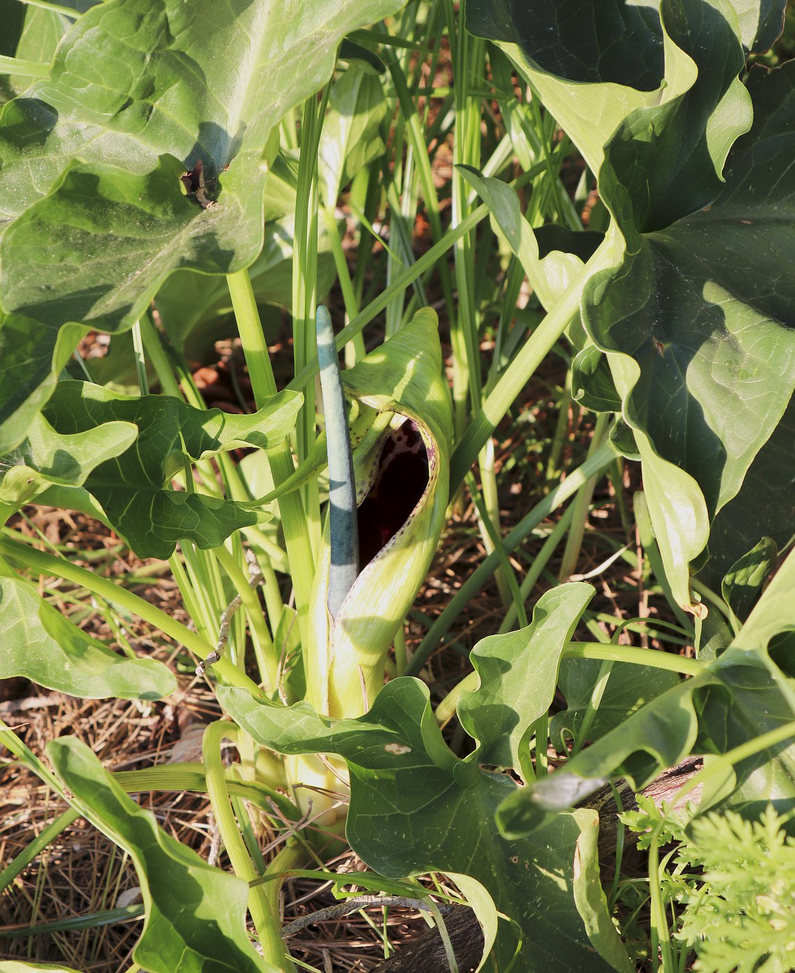 Image of Arum dioscoridis specimen.