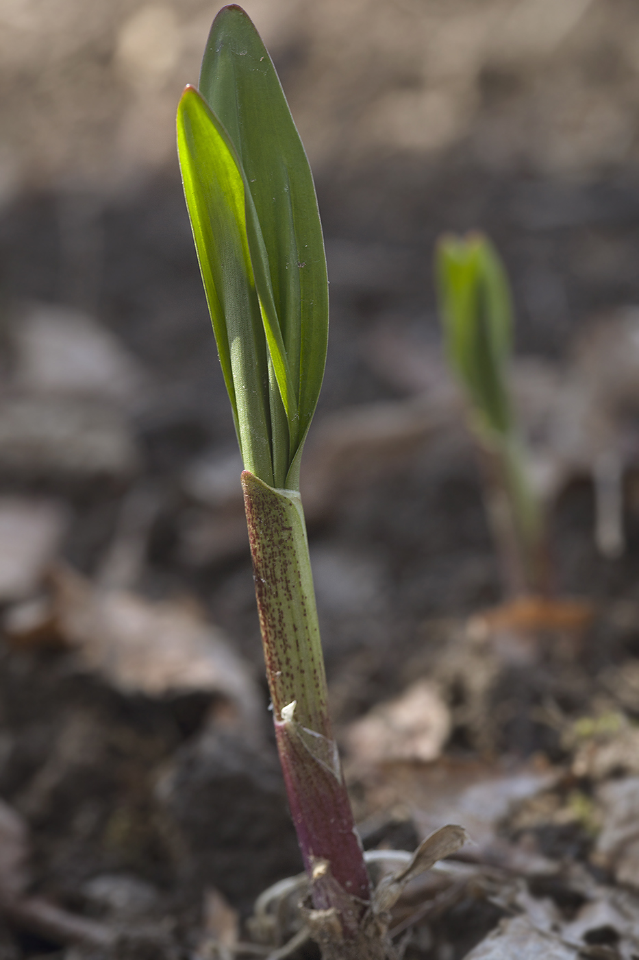 Image of Allium ochotense specimen.