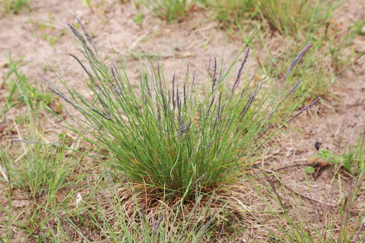 Image of Festuca valesiaca specimen.