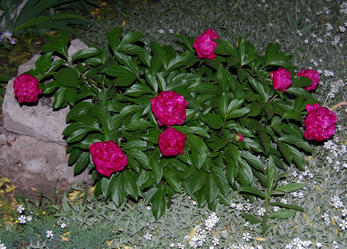 Image of Paeonia lactiflora specimen.