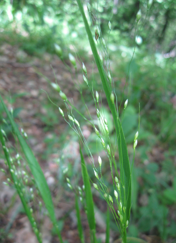 Image of Achnatherum virescens specimen.