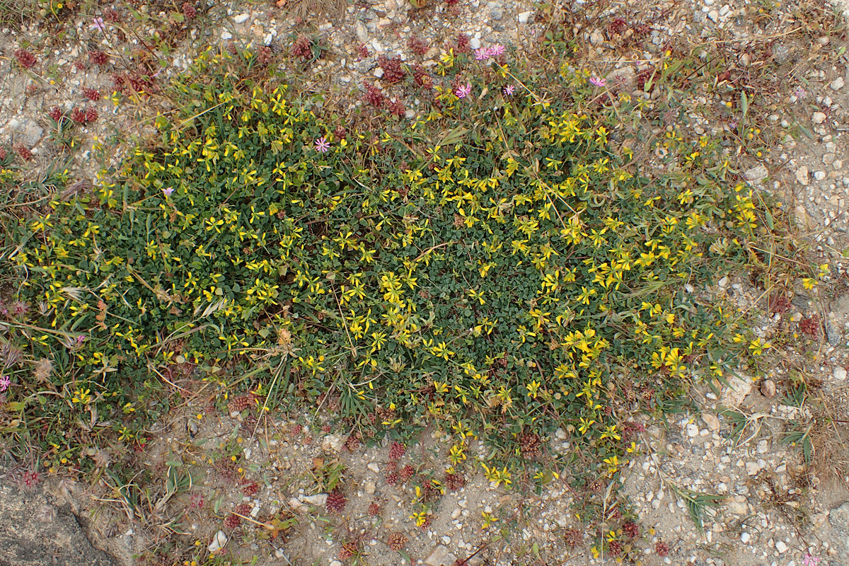 Изображение особи Trigonella corniculata ssp. balansae.