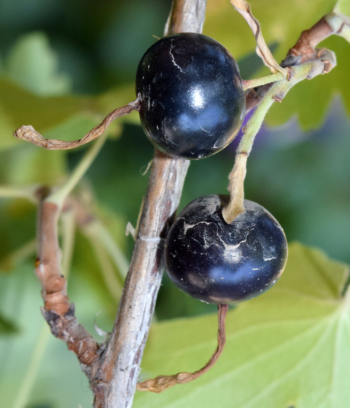 Image of Ribes aureum specimen.