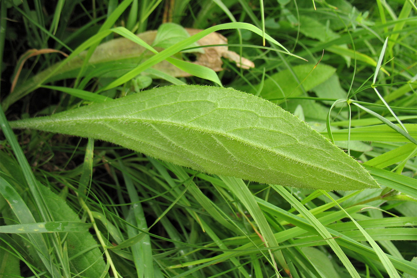 Изображение особи Cirsium pannonicum.