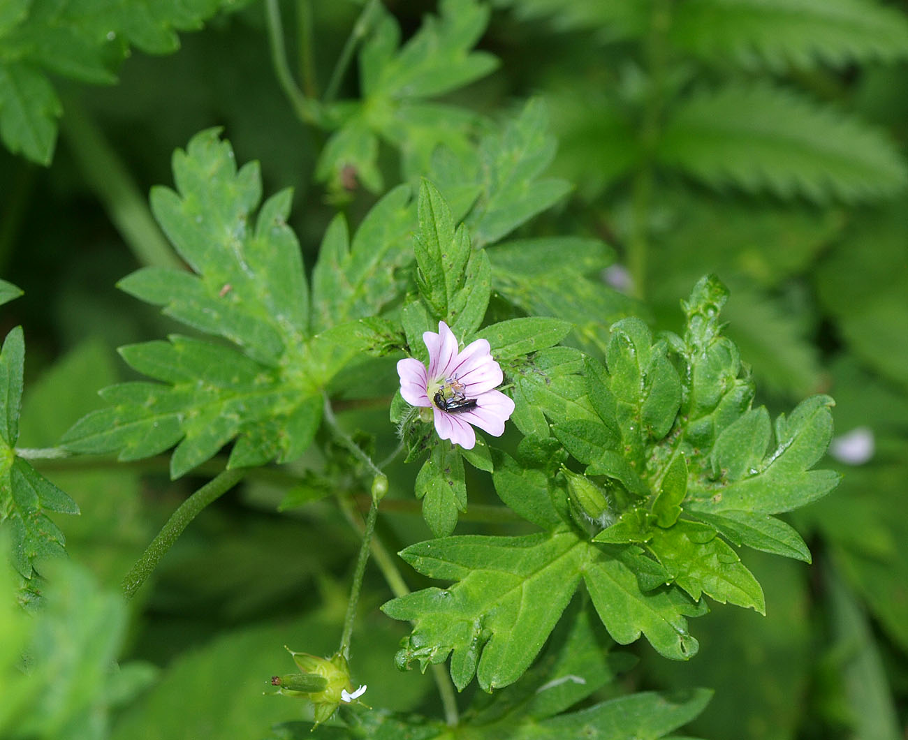 Image of Geranium sibiricum specimen.