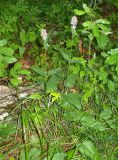 Смотреть изображение Betonica officinalis