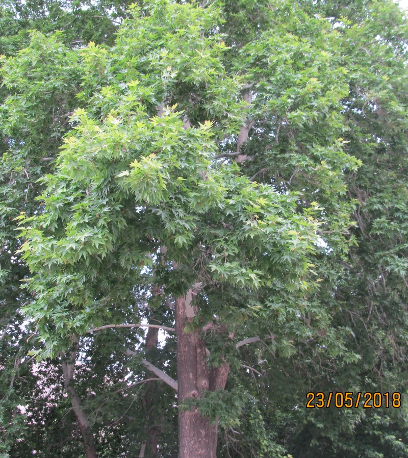 Image of Platanus orientalis specimen.