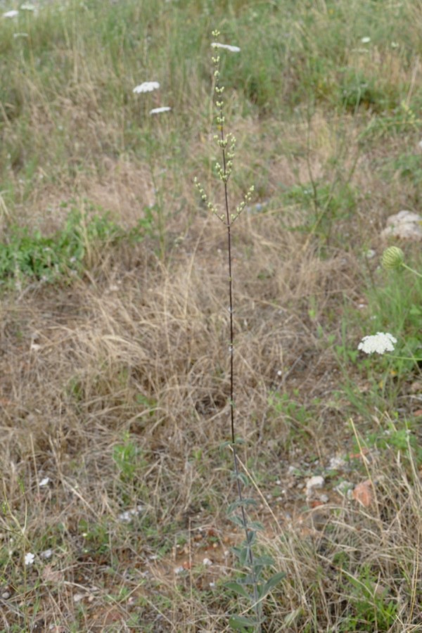 Изображение особи Silene exaltata.