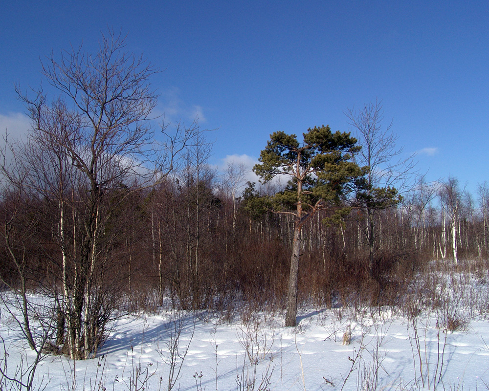 Изображение особи Pinus sylvestris.