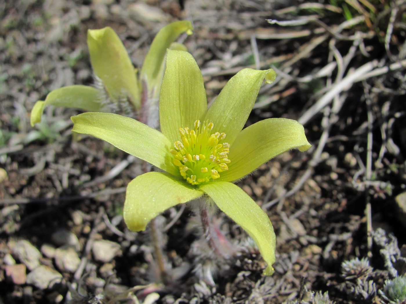 Image of Pulsatilla albana specimen.