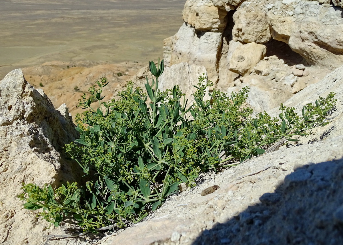 Image of Rubia cretacea specimen.