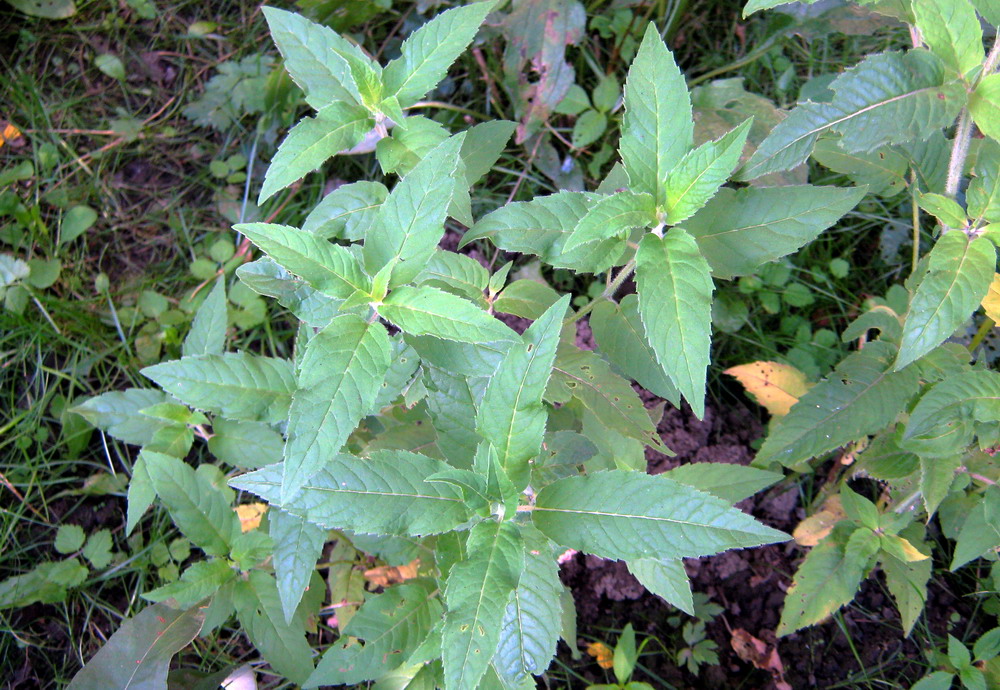 Image of Monarda fistulosa specimen.