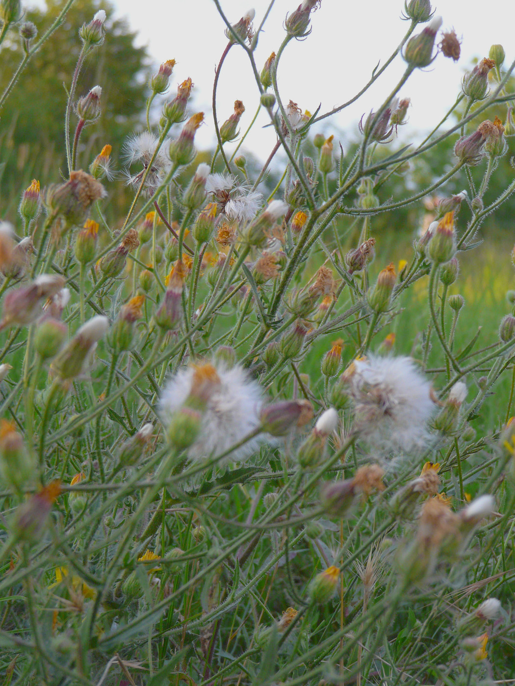 Image of Crepis rhoeadifolia specimen.