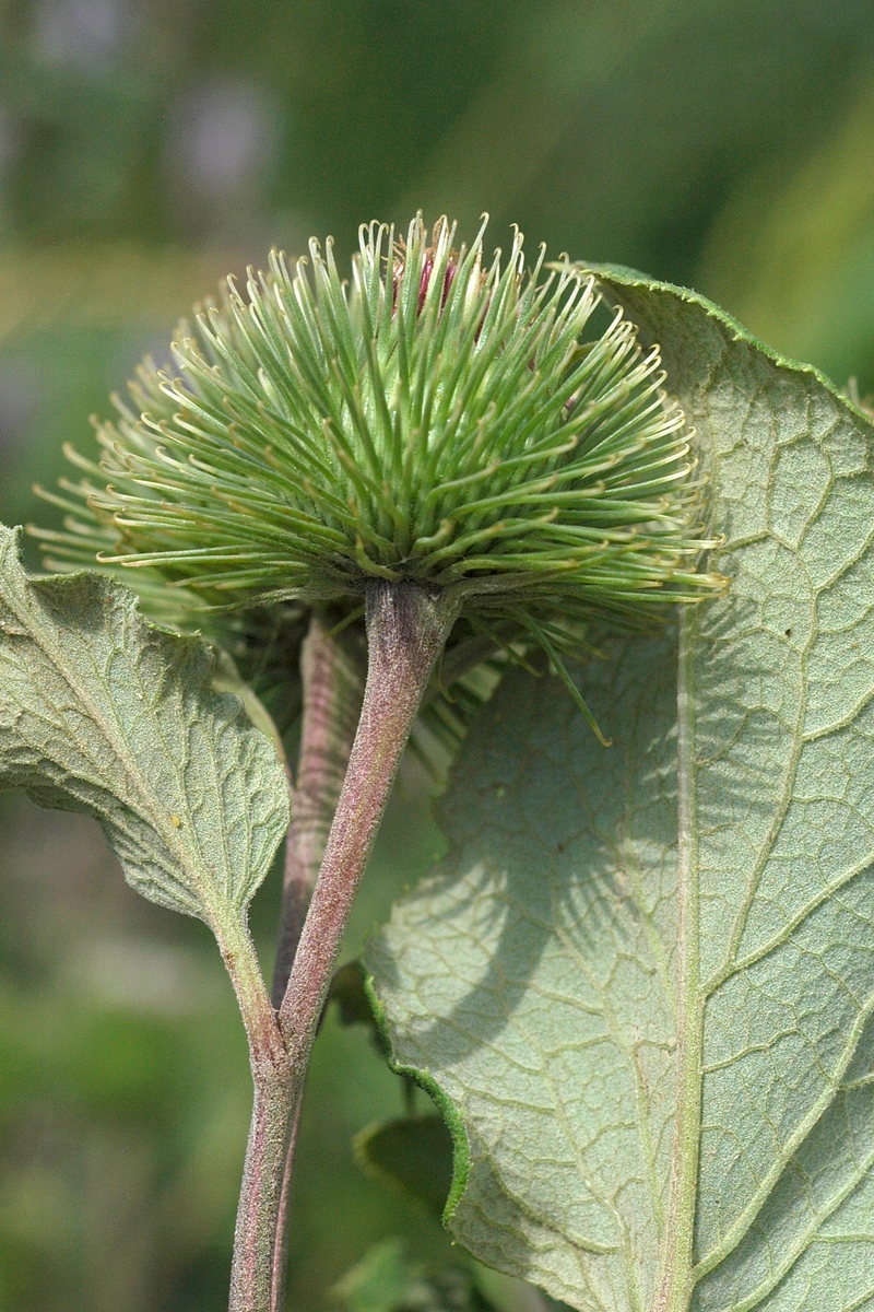 Image of Arctium leiospermum specimen.