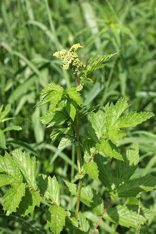 Image of Filipendula ulmaria ssp. denudata specimen.