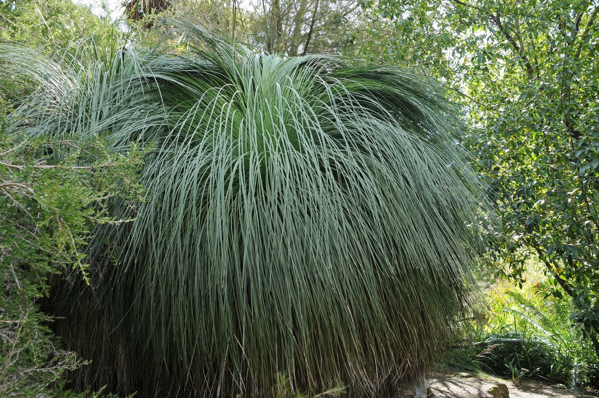 Image of Xanthorrhoea quadrangulata specimen.