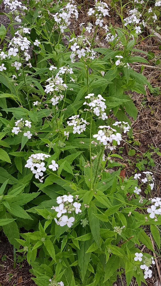 Image of Hesperis nivea specimen.