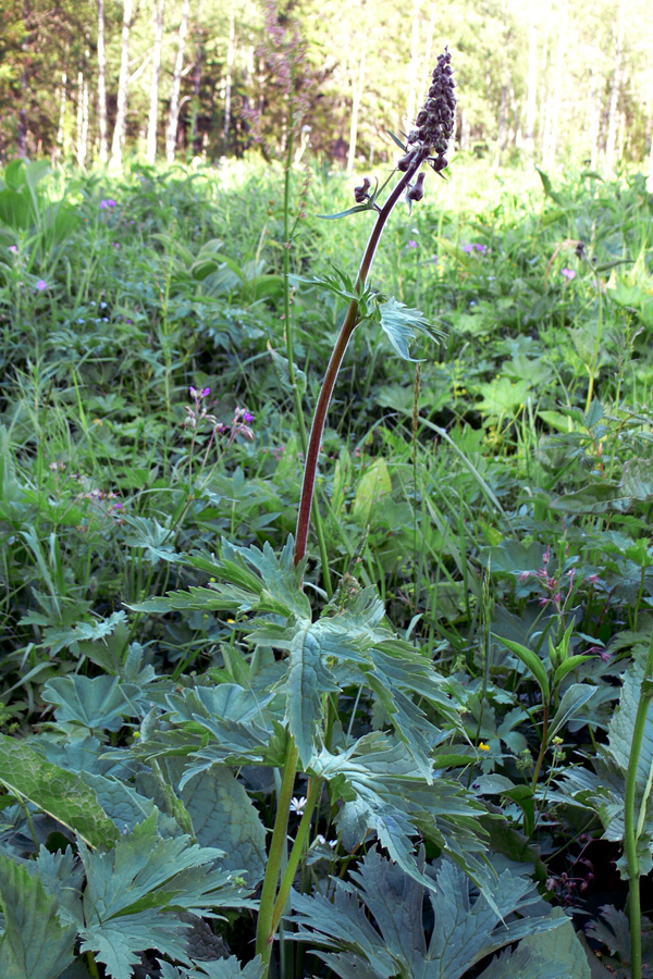 Image of Aconitum septentrionale specimen.