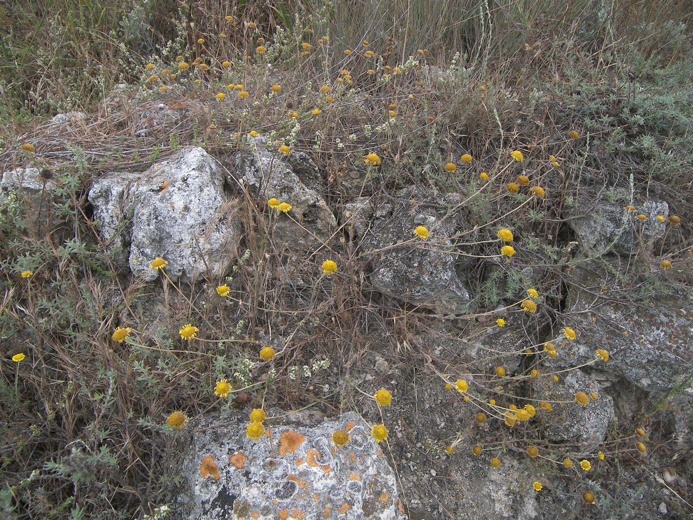 Image of Anthemis monantha specimen.