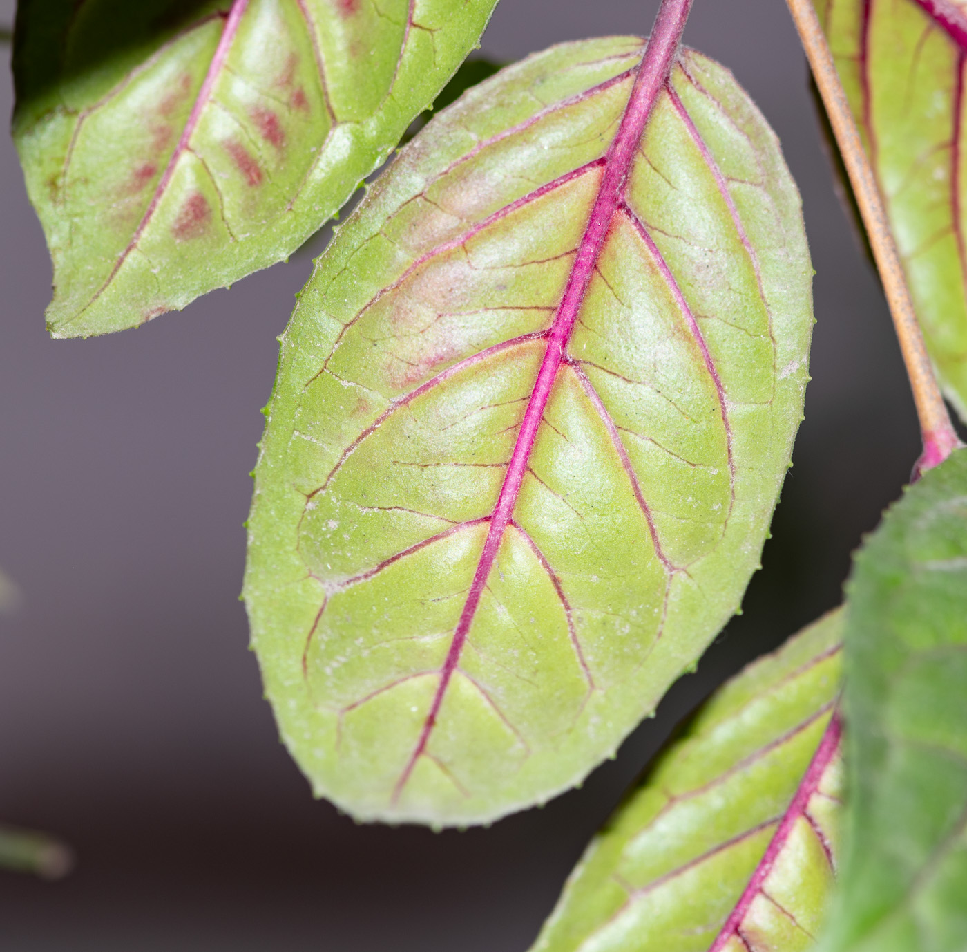 Image of genus Fuchsia specimen.