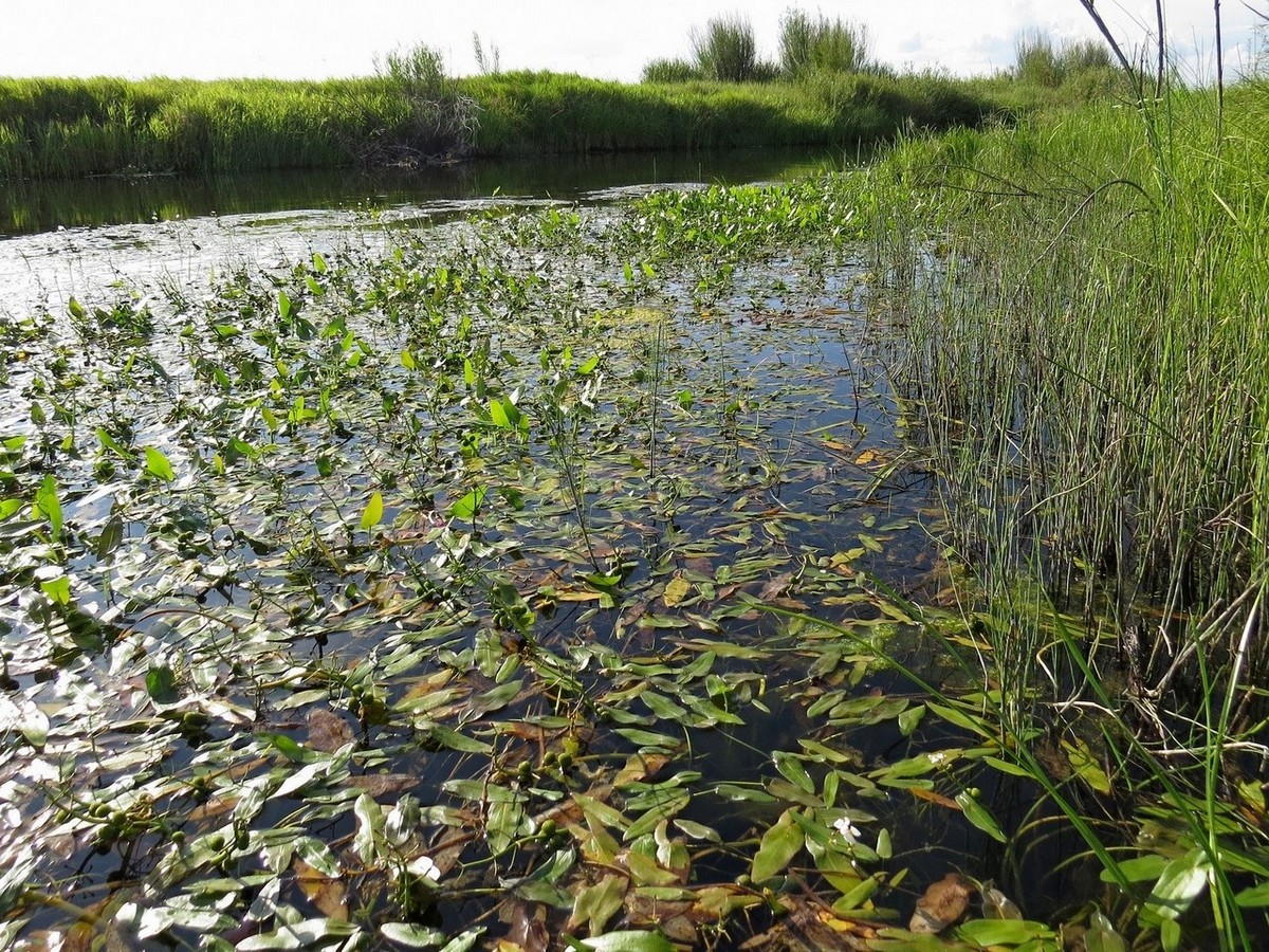 Image of Sagittaria natans specimen.