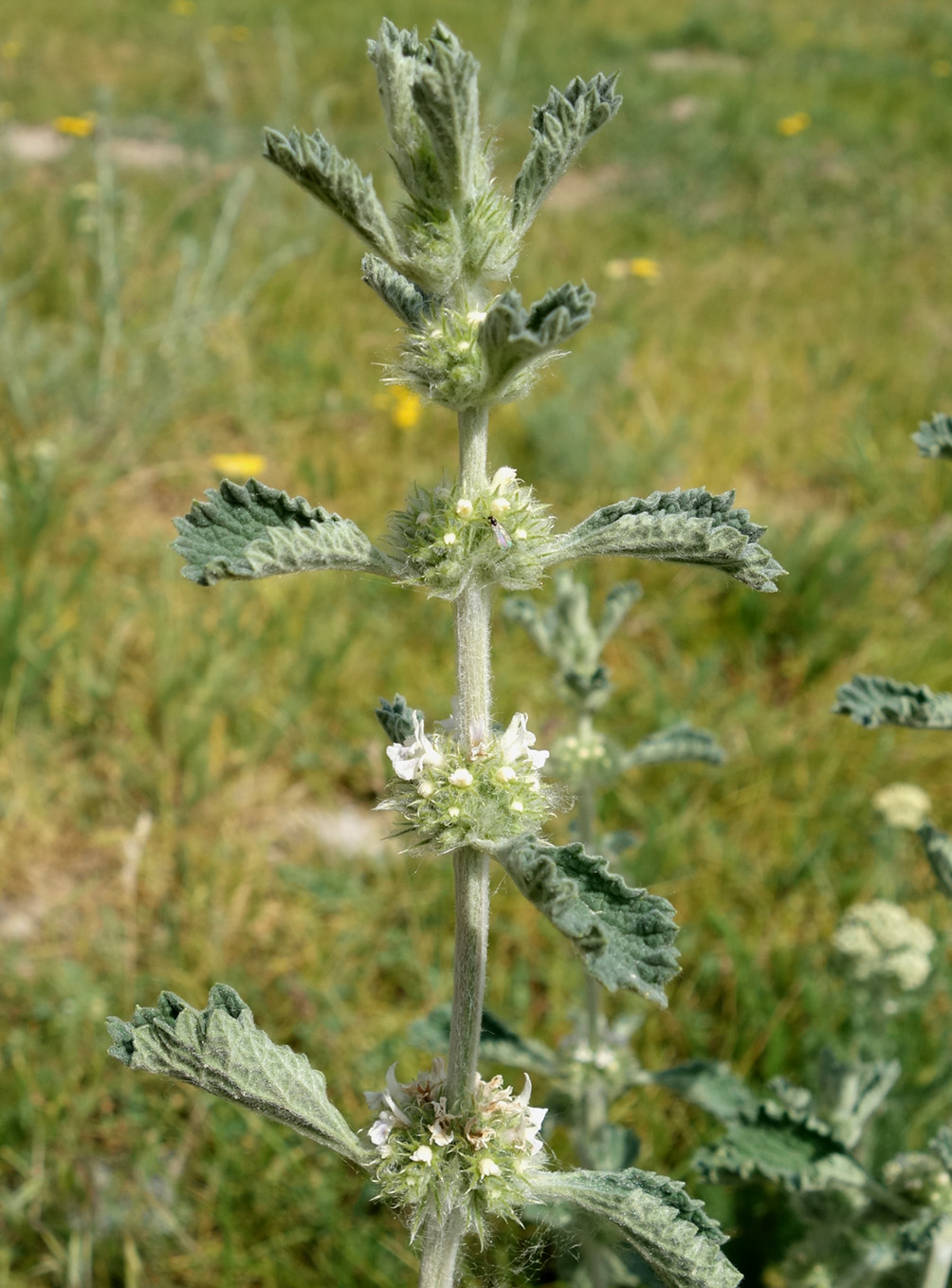 Image of Marrubium anisodon specimen.