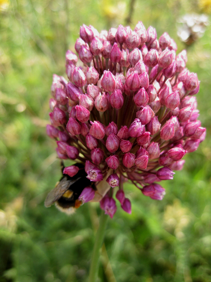 Image of Allium rotundum specimen.