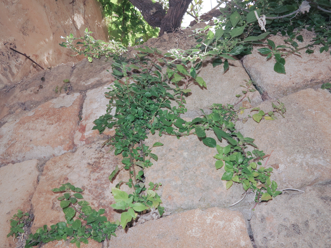 Image of Parietaria elliptica specimen.